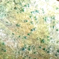 偏場 綠松花 蛤蟆王